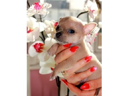 PoulaTo: τέλεια Tiny Τσιουάουα αγόρι / κορίτσι Kc Εγγεγραμμένοι